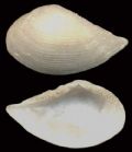Nuculana commutata